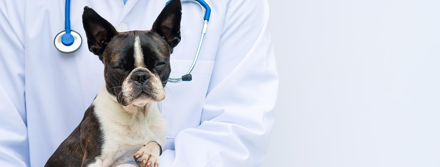 Veterinarian With Dog